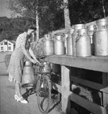 Kvinna som hämtar två mjölkflaskor som återkommit efter leverans av mjölk till ortens mejeri. Hon verkar binda fast flaskorna på sin cykel och transportera hem dem med hjälp av den.
