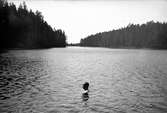 En man med huvudet ovanför vattenytan simmar i sjön vid Lungkliniken i Eksjö. I bakgrunden barrskog.
Fotografens anmärkning: 