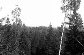 Vy över ett skogsområde..