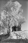 Vid en väg upp till ett litet hus på en kulle, står snöklädda björker.