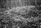 I lövskogen är marken täckt av vitsippor.