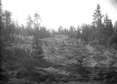 Skogsbacke, oidentifierad, troligen 13 oktober 1911