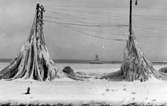 Nedisade elstolpar vid Vätterns strand i Jönköping år 1928.