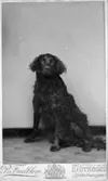 Valdeborg Johanssons (1891 - 1970) hund Donne, okänt årtal. Ur Josefina Erikssons fotoalbum.