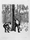 Förslagsteckningar - skisser - till frimärket Domänverket 100 år, utgivet 4/9 1959. Konstnär: Sven Ljungberg. Förslag 