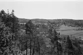Vy över Torpet från Börsåsberget, 1991.