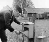 Tömning av brevlåda i Övraryd.
Vikarierande bilåkande lantbrevbäraren Gert Stjernqvist på
linjen Lönsboda-Duvhult.

Foto maj 1961.
