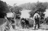Skördar havre knyter neker. Sonja Svensson, Ella Persson och Albert Persson på åkern mot Stadvik, 1950.