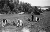 Sonja Svensson, Albert Persson, Ella Persson och Augusta Persson rensar ogräs i potatislandet på Långön, 1950.