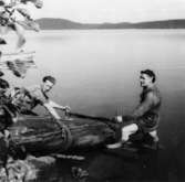 Bror Sigfridsson och Albert Persson drar upp en ekstock ur Nordsjön, för bearbetning till möbeltillverkning i Alberts verkstad på Långö, 1940.
