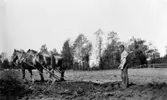 Sven Olsson i Bäck, harvar med parhästar, 1930.