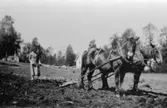Greta Olsson i Bäck harvar med parhästar, 1930.