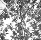 Familjen Garthman är på besök hos Sven Torgé i dennes sommarstuga på Orust under 1950-talet. Svens barn är uppe i ett träd.