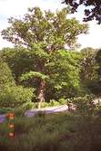 Ett träd som står i Gunnebo slottspark. Runt omkring står ganska höga buskar samt en smal grusad promenadstig.
