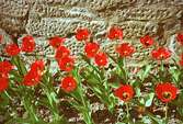En rabatt med röda blommor. Blommorna växer utefter en mur vid Gunnebo slott.