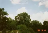 Höga träd utanför Gunnebo slott, augusti 1990.