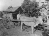 Oxkärra för postföring på linjen Tanjung Raya - Kayu Agung, Sumatra, Indoneisen. 1920-talet.