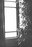 Mölndals stadshus, mars 1988. Byggnadsdetalj: Ett fönster med gardin och hög krukväxt, längst till höger i Stadsfullmäktiges sessionssal.