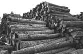 Trävirke för papperstillverkning, 1980-tal.
Bilden ingår i serie från produktion och interiör på pappersindustrin Papyrus.