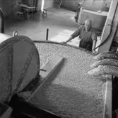 Man i arbete vid Holländeri PM 3 och 11 på pappersbruket Papyrus i Mölndal, 6/5 1955.