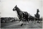 Travhästar på Åby travbana, redo för lopp. Bilden troligen tagen mellan 1947-1952.