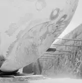 Ubåten Hajen propellerskada