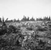 Bohuslän
Exteriör

Svensk arkitektur: kyrkor, herrgårdar med mera fotograferade av Arkitekturminnesföreningen 1908-23.