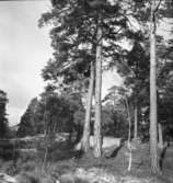 Helenelund
Landskap