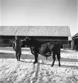 Öster Ledinge sågverk
Man med tjur