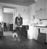 Ådudden, Herrön, Nynäshamns kommun
Kök med en kvinna som bakar kakor och en hund
Interiör
