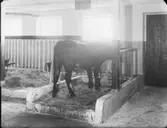 Ladugård med tjur
Interiör