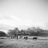 Öster Ledinge sågverk
Hästar på bete