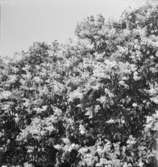 Bebyggelse vid landsväg
Blommande syrenbuskage
Exteriör