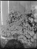 Sommarbild i trädgården. Tomater och krasse.