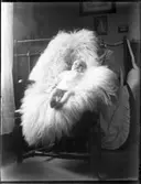 Villa Lindhagen. Lilla Gunvor på ett skinn.