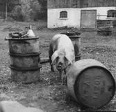 Bolstad, Dalbergså. Svinskötsel.