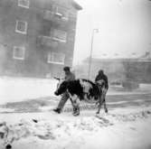 Tjurjakt på Västra Sveriges Slakteriförening (V.S.S.), Uddevalla, den 20 januari 1960