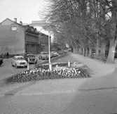 Plantering i Uddevalla våren 1961