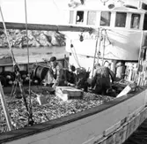 Rönnängs varv 1961