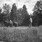 En man arbetar på en åker i Nybble, Julita socken med två förspända hästar.
