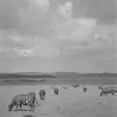 Mjölkkor på Morlanda Säteri