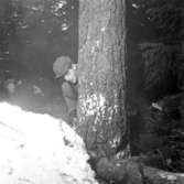 Skogshuggare i arbete den 20 januari 1956.