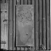 Artillerisektionen
Artillerisektionen, skjutprov mot papp