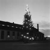 Ekipagesekt. Julgranen