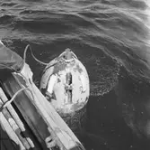 Torpedskjutning skjutbom