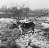 Polishund på Söderstjärna