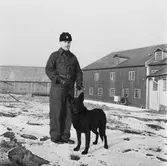 Polishund på Söderstjärna