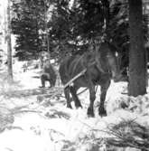 Skogshuggare i arbete den 20 januari 1956.