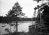 Ett landskap med skog och en gärdesgård som sträcker sig ner mot sjön.