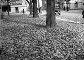 En höstbild i Jönköping. Träden vid Sofiakyrkan har fällt sina blad och ligger som en matta på marken. I hörnet vid korsningen Nygatan/Trädgårdsgatan finns 